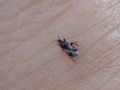 Xylocoris obliquus